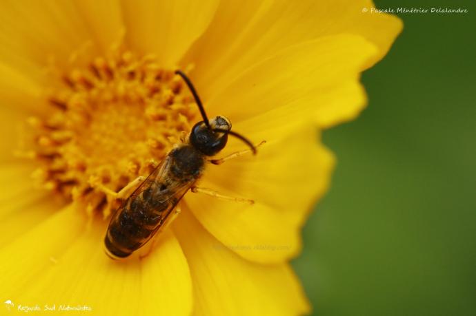 Halictus ♂ (Abeille solitaire)