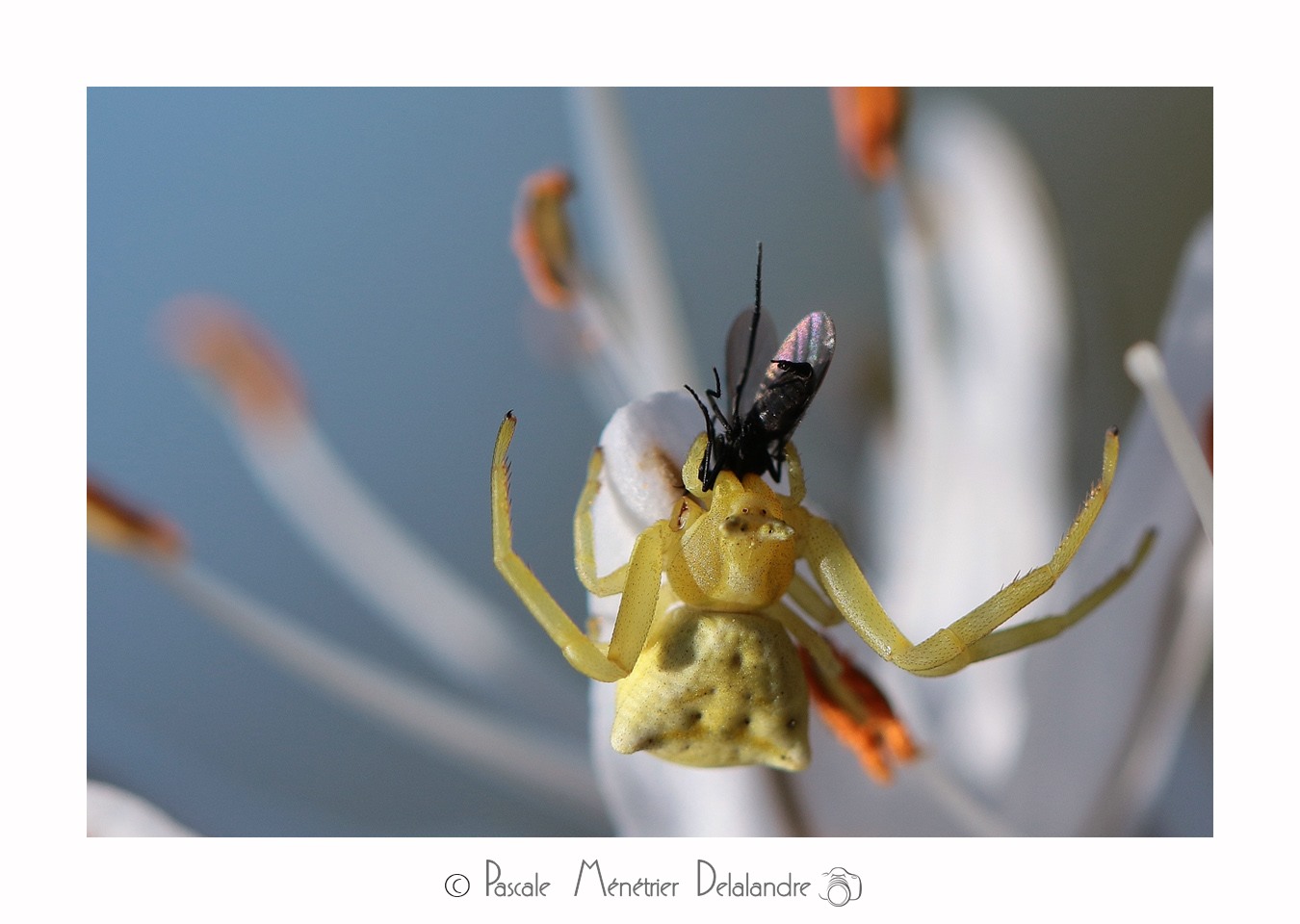 Thomisus onustus  - Thomise enflée