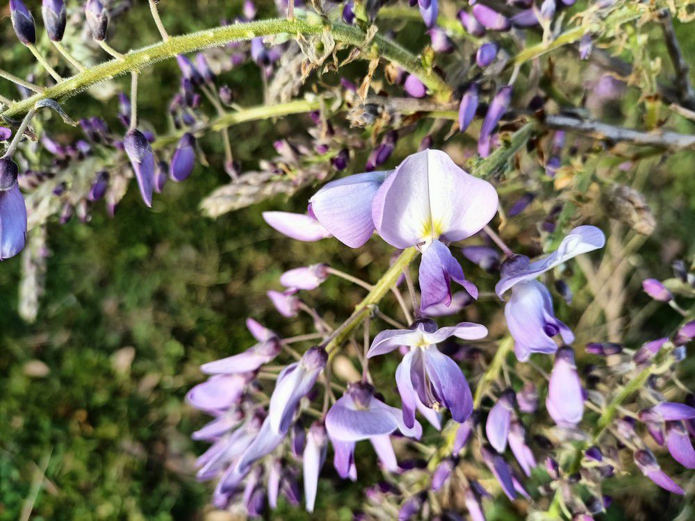 Mon amour de glycine - avril 2022...