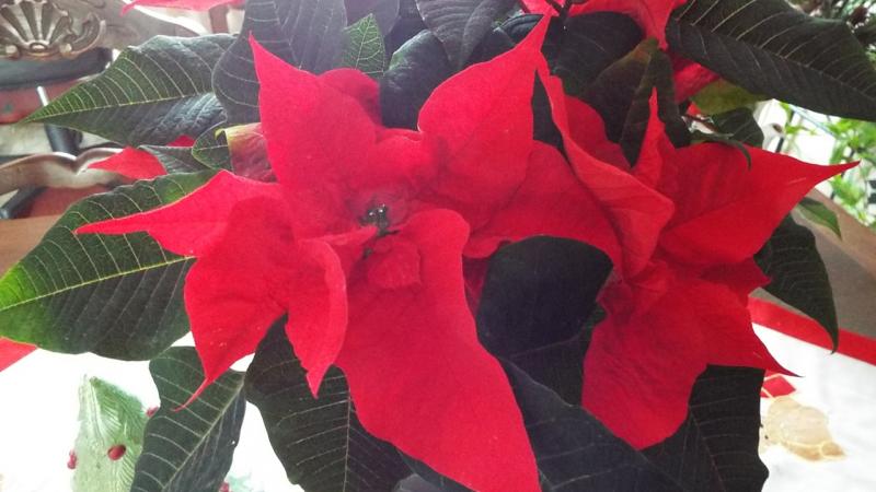 Légende du poinsettia ...