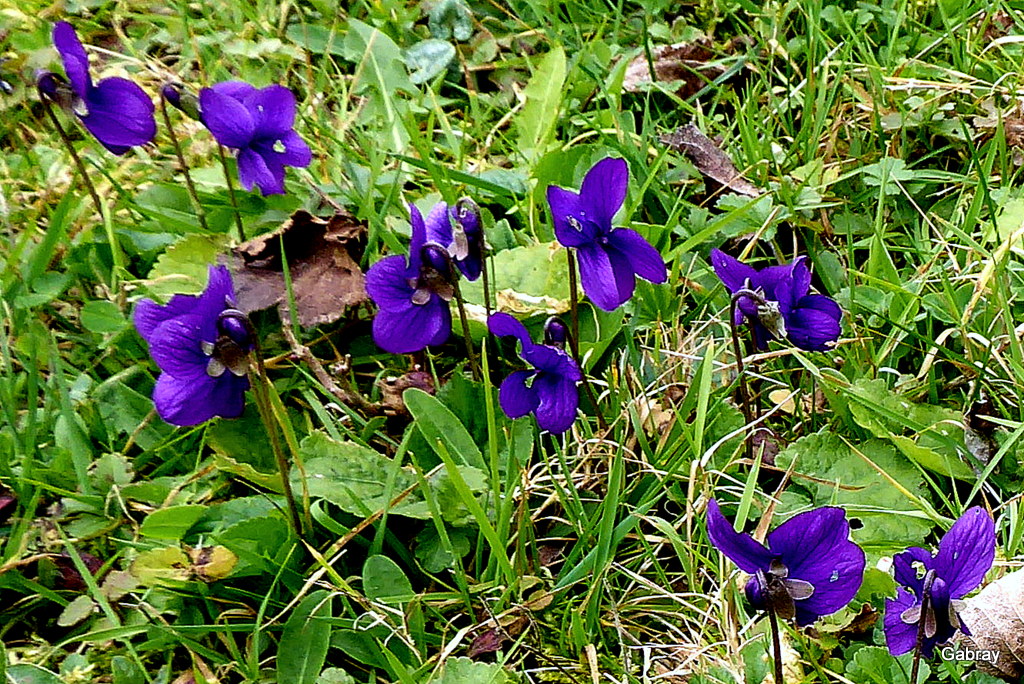 Dans ma pelouse : des violettes - gabray 31 en Tolosan