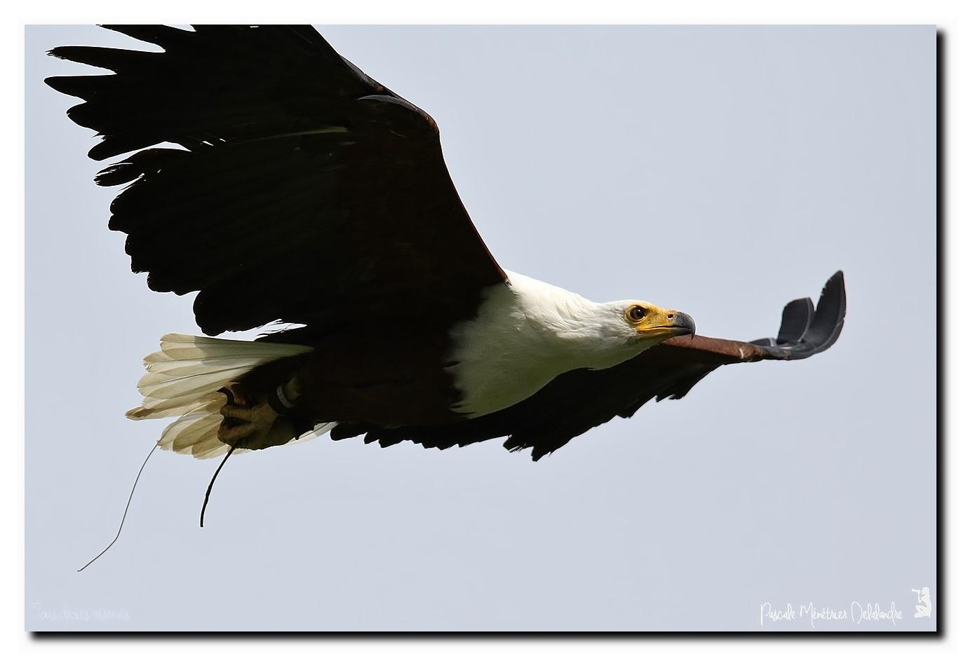 Pygargue vocifère - Haliaeetus vocifer - African Fish Eagle