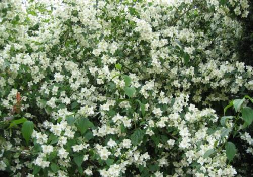 Fleurs cultivées : Seringat