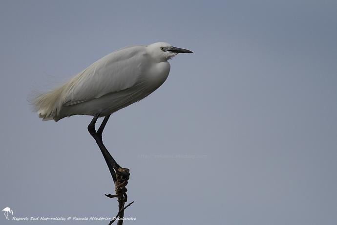 Aigrette garzette