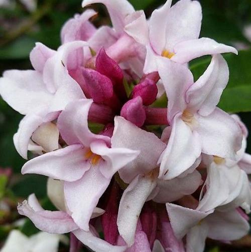 Fleur cultivée : Daphné