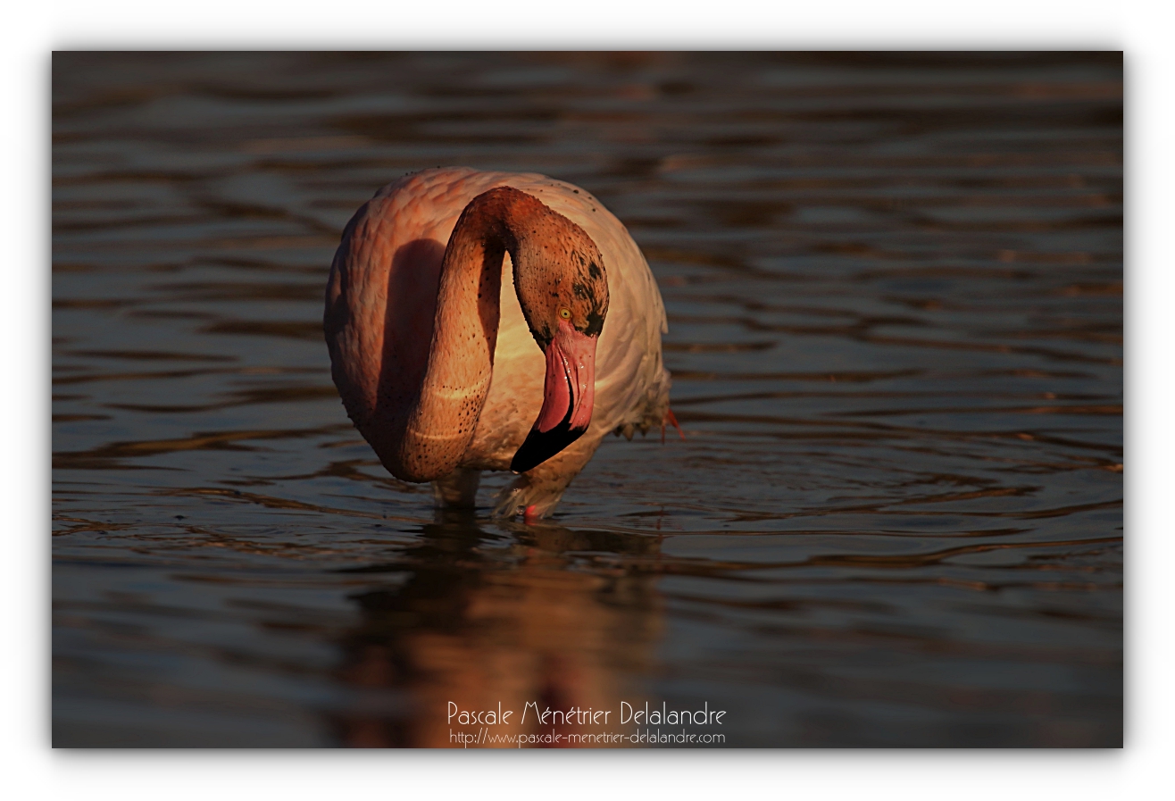 Flamant rose adulte