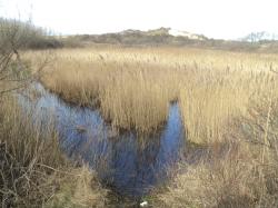  * La Dune Marchand et la Dune du Perroquet à Bray-Dunes