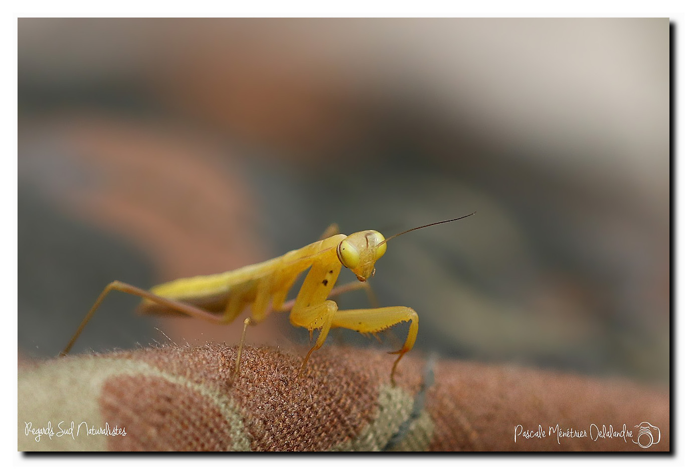 Mantis religiosa immature - Mante religieuse 