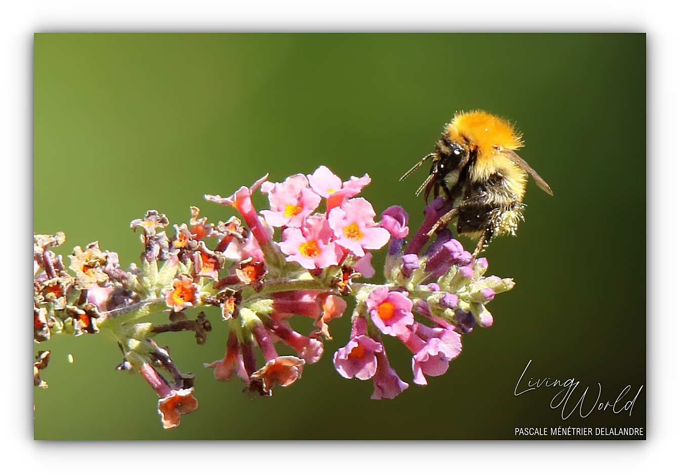 Bourdon des champs