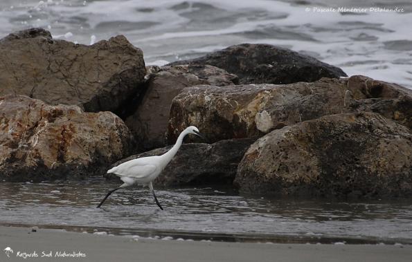 Aigrette garzette