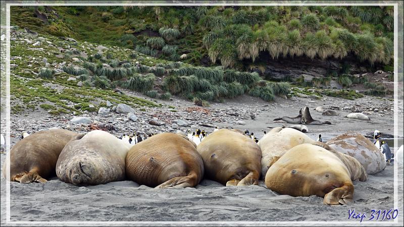 Éléphant de mer du sud (Mirounga leonina) - Saint Andrews Bay - Géorgie du Sud