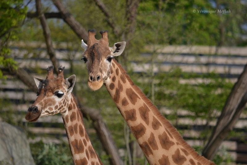 Parc Zoologique de Paris : La girafe d'Afrique de l'Ouest