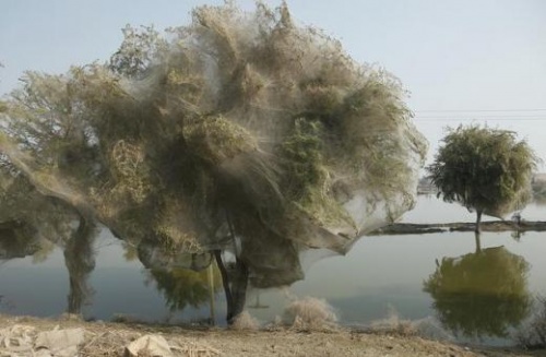 LES ARBRES ARAIGNEES
