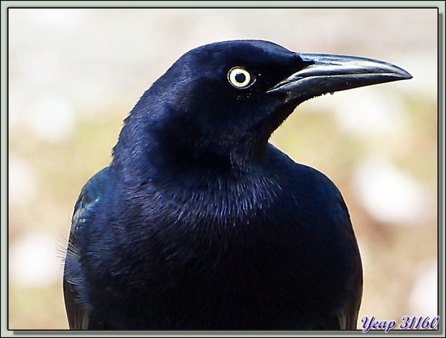 Blog de images-du-pays-des-ours : Images du Pays des Ours (et d'ailleurs ...), Comme le rapace, ce quiscale à longue queue essaie de voler quelque gourmandise - Ciudad de Panamá