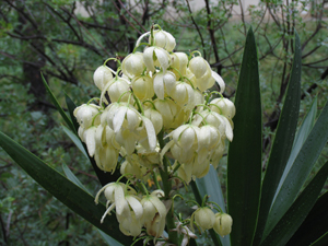 Les fleurs communiquent