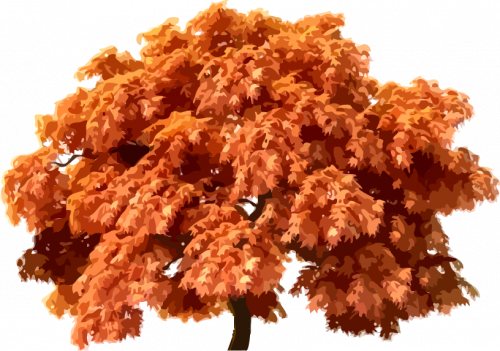 arbres PNG