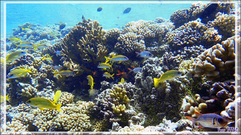 Aquarium - Passe Tumakohua (passe sud) - Atoll de Fakarava - Tuamotu - Polynésie française