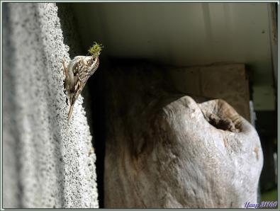 Grimpereau des jardins, Short-toed Treecreepe (Certhia brachydactyla) - Lartigau - Milhas - 31