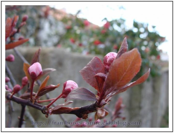 Au Printemps tout ressuscite 