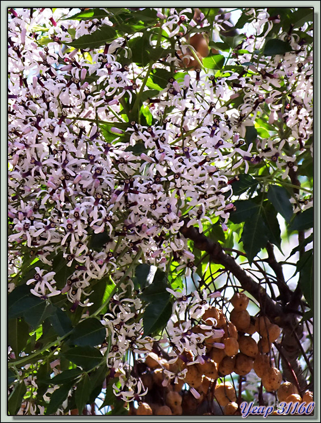 Blog de images-du-pays-des-ours : Images du Pays des Ours (et d'ailleurs ...), Lilas des Indes ou Margousier (Melia azedarach) - Berge de la rivière Pho Chu - Punakha - Bhoutan