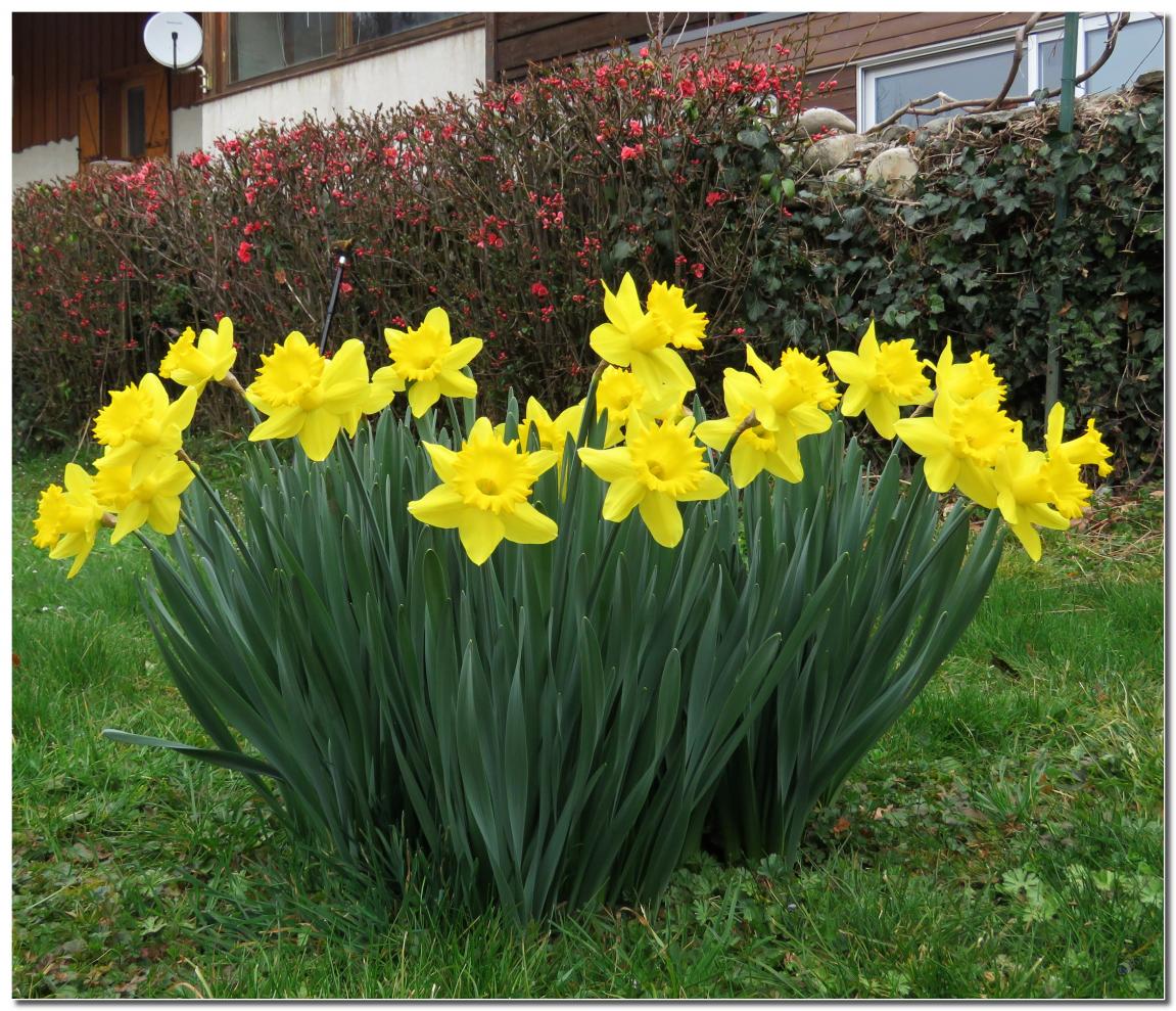 ENCORE DES FLEURS DU PRINTEMPS 2021