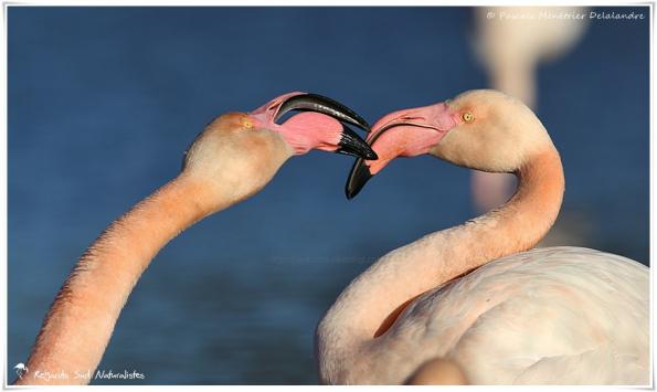 Baisers de Flamants roses