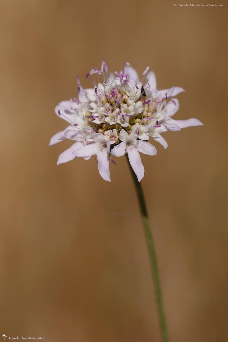 Knautie des champs (Knautia arvensis), ou Scabieuse des champs