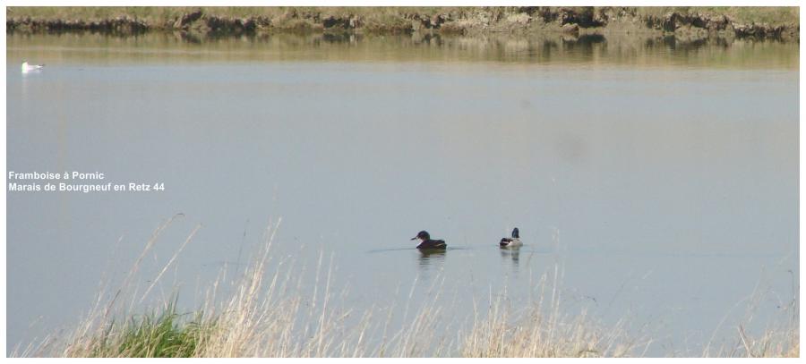 Colverts Dans le marais de Bourgneuf en Retz 44