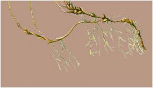 Vertus médicinales des plantes sauvages : Surelle