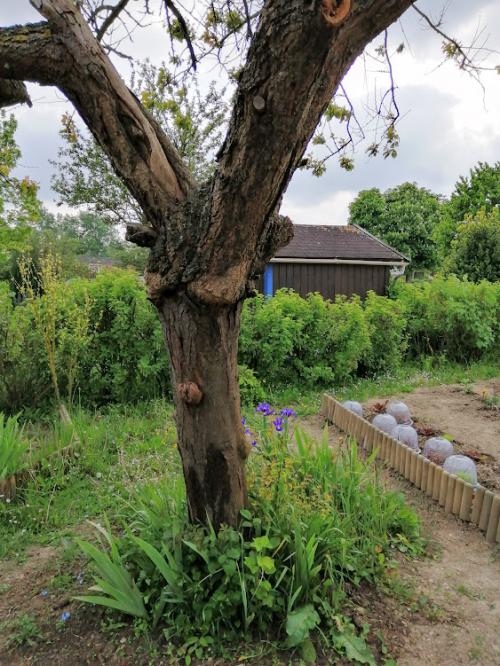 Le printemps s'installe peu à peu .....
