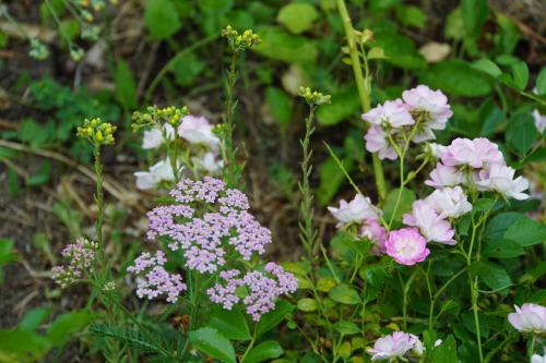 Un jour, une rose : 'Jubilé Warstein St-Pol'