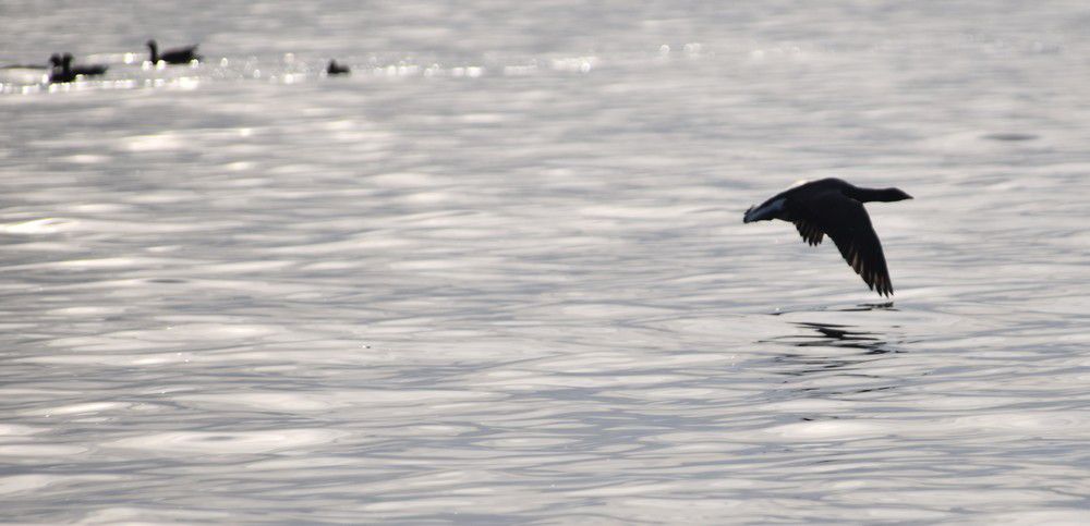 Oies bernaches en vol - février 2024...