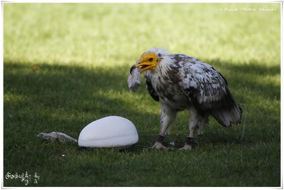 Vautour percnoptère - Neophron percnopterus - Egyptian Vulture