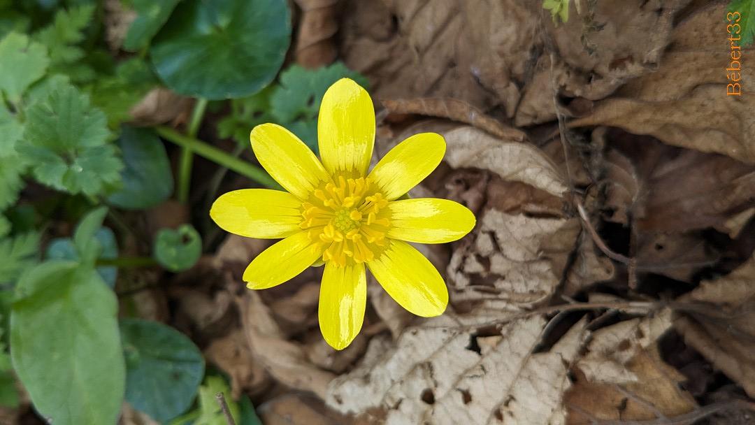 Les fleurs du moment et ++
