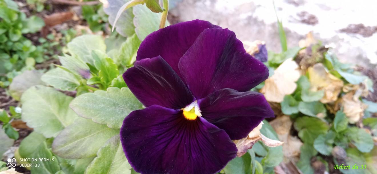 les fleurs du moment