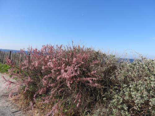 Les tamaris du bord de mer sur le ciel bleu