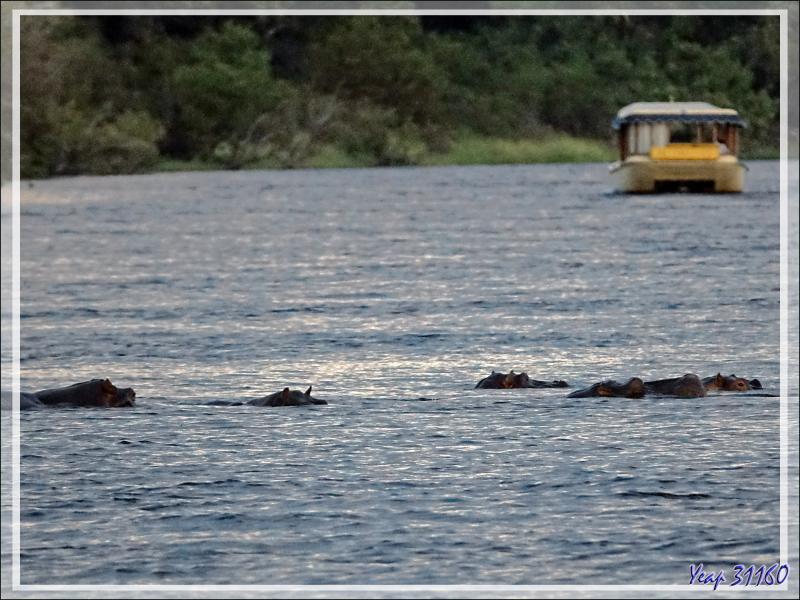 Hippopotame amphibie, Hippopotame commun (Hippopotamus amphibius) - Fleuve Zambèze - Zimbabwe