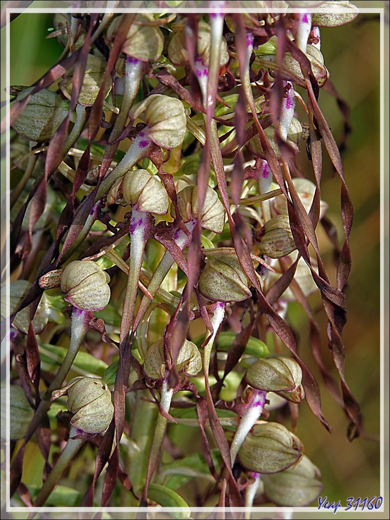 Orchidée Orchis-bouc (Himantoglossum hircinum) - Ars-en-Ré - Île de Ré - 17