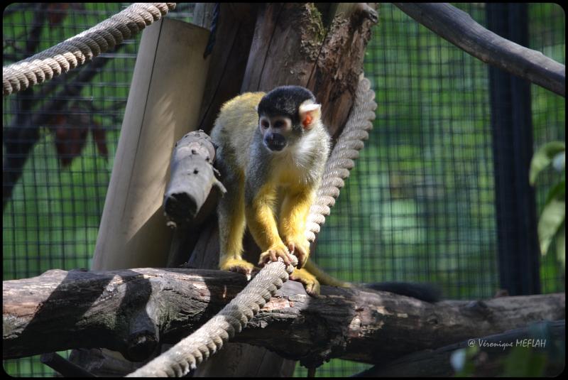 Ménagerie du Jardin des Plantes : Saïmiri (ou Sapajous, Singes-écureuils)