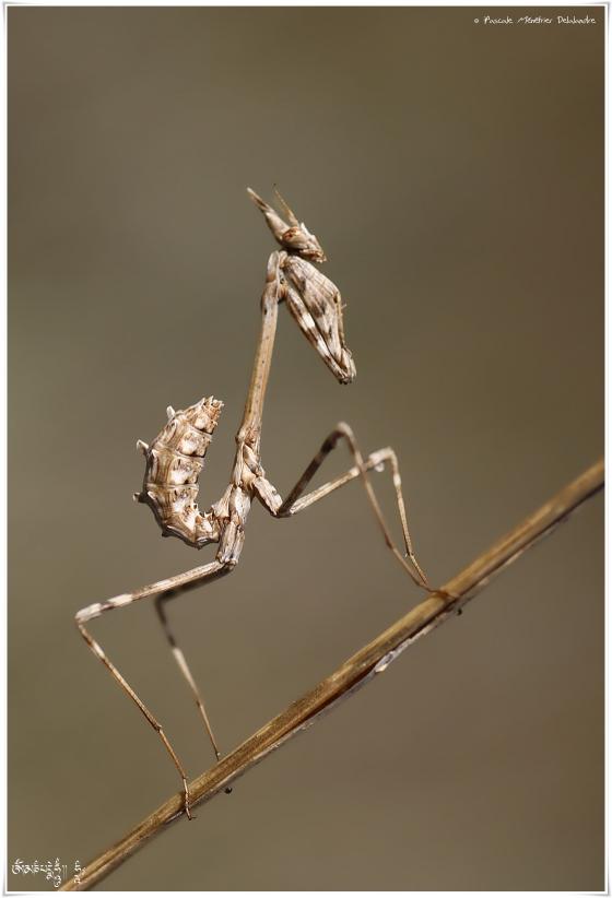 Empusa pennata - Empuse commune (immature, appelé "diablotin")