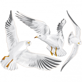 Les mouettes ...