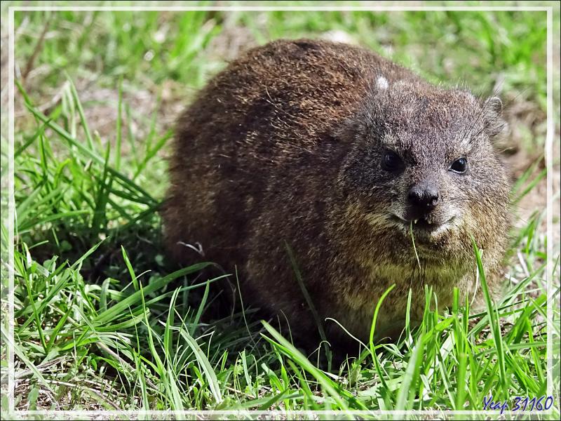 Daman des rochers, Daman du Cap, Rock rabbit, Cape hyrax, Dassie (Procavia capensis) - Camps Bay - Cape Town - Afrique du Sud
