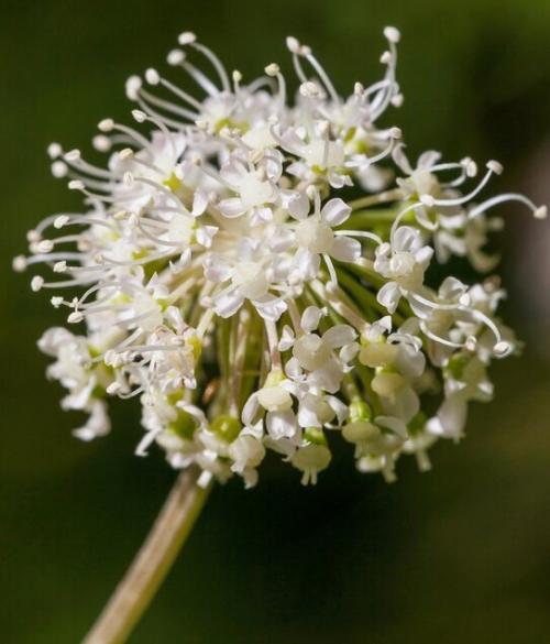 Fleurs cultivées : Valériane