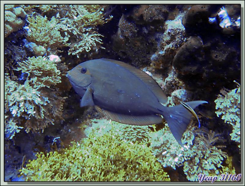  - Rangiroa - Tuamotu - Polynésie française