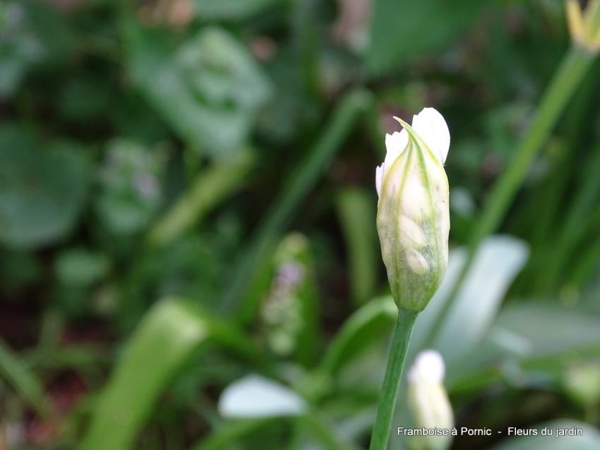 Le printemps au jardin 