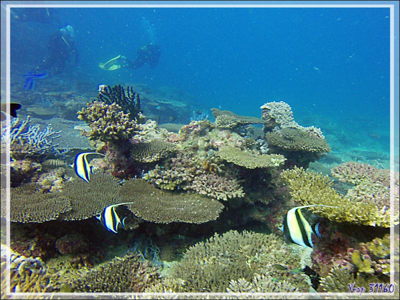 Idole des Maures, Pavillon cocher, Zancle cornu, Moorish Idol (Zanclus cornutus) - Nosy Mitsio - Madagascar