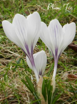 Image06.jpg