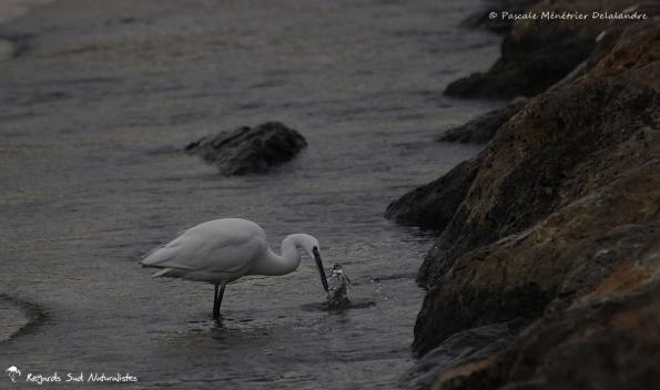 Aigrette garzette