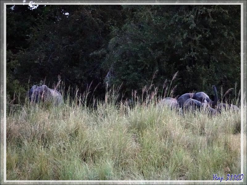 Il fait très sombre, on attend l'arrivée d'hypothétiques éléphants. Mais bientôt, ils émergent du noir de la forêt ! - Fleuve Zambèze - Zimbabwe