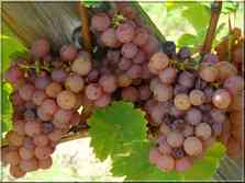 La Route des Vins vignobles d'Alsace Haut-Rhin